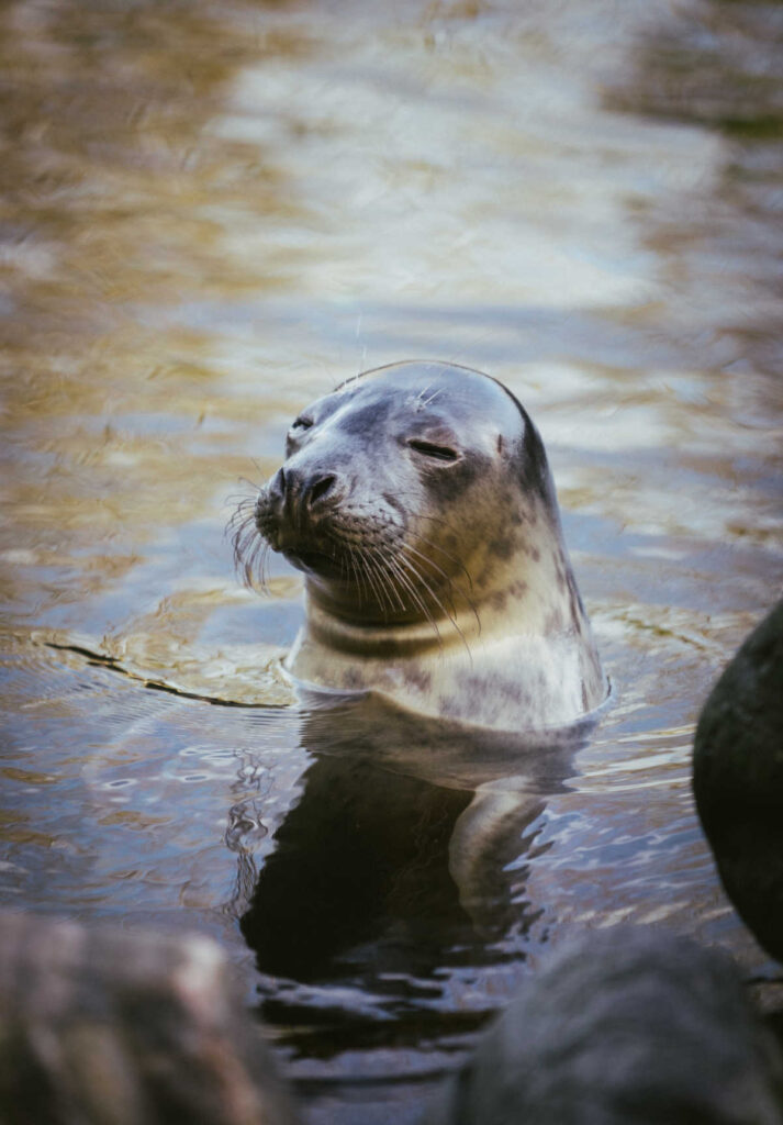 Where To See Seals in Cornwall Top 12 Places To Spot Them